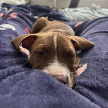 Boxer and Pit Bull Terrier Dogs Available for Adoption in Tampa, Florida - Monica | PetCurious