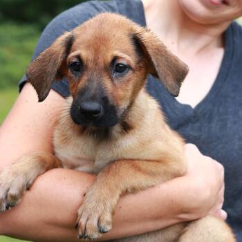 CT Pam avail Sep 6 (Ashford Farmers Mkt- Ashford, CT) -  Shepherd and Mixed Breed Dog for Adoption in Eastford, Connecticut - CT Pam Avail Sep 6 (Ashford Farmers Mkt- Ashford, CT) | PetCurious