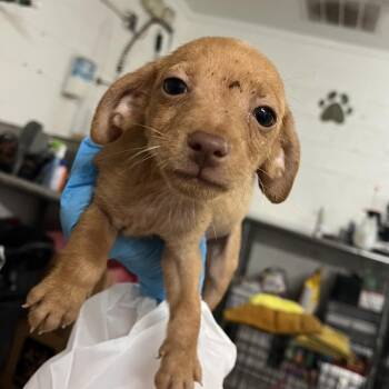 Amos -  Chihuahua Dog for Adoption in Edinburg, Texas - Amos | PetCurious