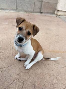 Jack Russell Terrier Dogs Available for Adoption - Prince Harry  | PetCurious