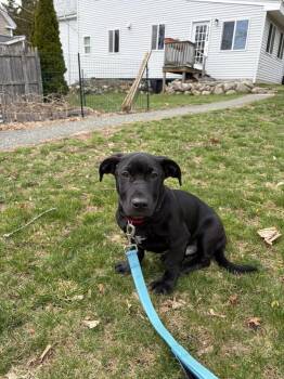 Mixed Breed Dogs Available for Adoption - Leo | PetCurious