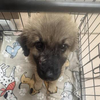 Duke -  Shepherd and Mixed Breed Dog for Adoption in Starkville, Mississippi - Duke | PetCurious
