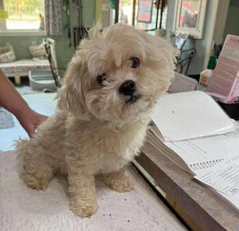 Heinrich (NOT YET AVAILABLE) -  Bichon Frise Dog for Adoption in Benton, Louisiana - Heinrich (NOT YET AVAILABLE) | PetCurious