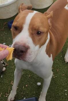 Mia -  Mixed Breed and Pit Bull Terrier Dog for Adoption in Austin, Texas - Mia | PetCurious
