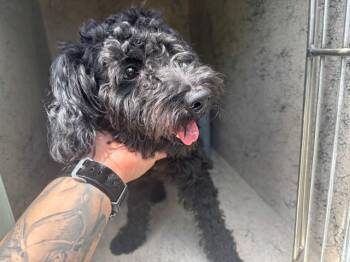 MR. DOODLE -  Poodle Dog for Adoption in Rowlett, Texas - MR. DOODLE | PetCurious