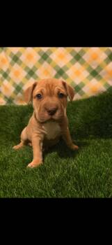 Bulldog and Pit Bull Terrier Dogs Available for Adoption - Scarlet  | PetCurious