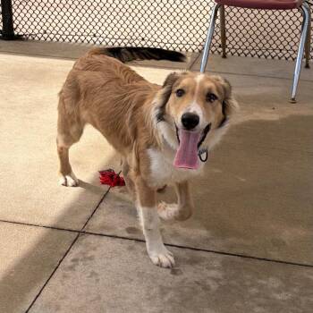 Collie and Mixed Breed Dogs Available for Adoption in Norman, Oklahoma - Teddy | PetCurious