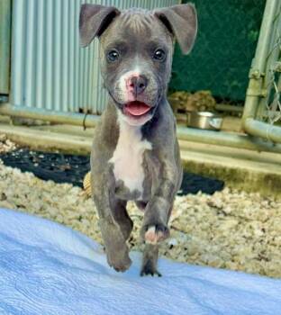 Leftie -  Pit Bull Terrier and Terrier Dog for Adoption in Homestead, Florida - Leftie | PetCurious