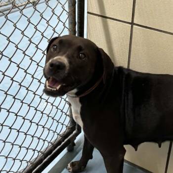 Lily -  Mixed Breed Dog for Adoption in Lufkin, Texas - Lily | PetCurious