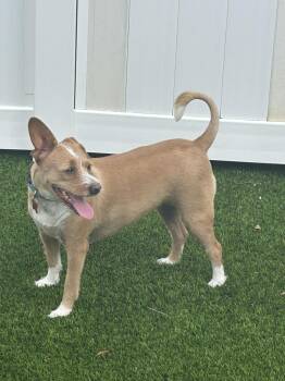 Benita -  Terrier Dog for Adoption in Alafaya, Florida - Benita | PetCurious