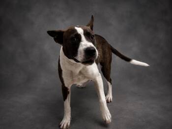 SCOUT -  Bull Terrier and Mixed Breed Dog for Adoption in Winter Haven, Florida - SCOUT | PetCurious