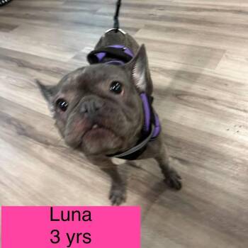 Luna -  French Bulldog Dog for Adoption in Tampa, Florida - Luna | PetCurious