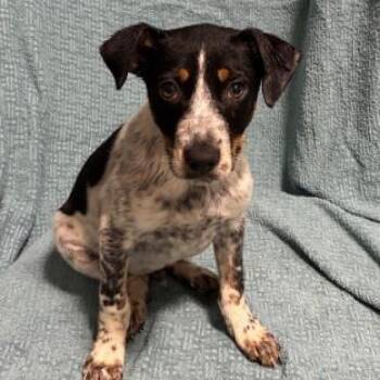 Turnip -  Mixed Breed Dog for Adoption in West Chester, Pennsylvania - Turnip | PetCurious