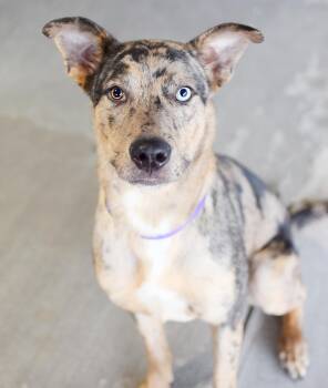 Nutter Butter -  Catahoula Leopard Dog Dog for Adoption in Pontiac, Michigan - Nutter Butter | PetCurious