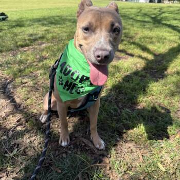 American Staffordshire Terrier Dogs Available for Adoption - Molly | PetCurious