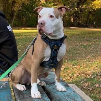 Nugget -  Mixed Breed Dog for Adoption in Davenport, Iowa - Nugget | PetCurious