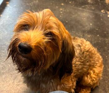Max -  Yorkshire Terrier Dog for Adoption in Midland, Texas - Max | PetCurious