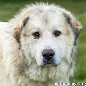 Jake in TN - A Laid-back Guy -  Great Pyrenees Dog for Adoption in Beacon, New York - Jake In TN - A Laid-back Guy | PetCurious