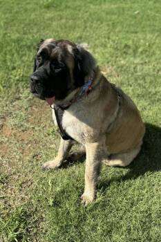 Rescue Mastiff Dogs for Adoption in Edmond, Oklahoma - Bobbi | PetCurious