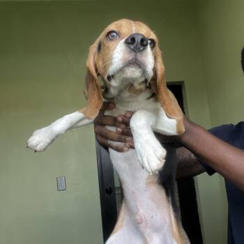 YCF6 4187 -  Beagle Dog for Adoption in Loxahatchee Groves, Florida - YCF6 4187 | PetCurious