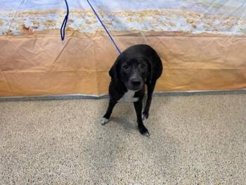 STACY -  Labrador Retriever and Mixed Breed Dog for Adoption in Doral, Florida - STACY | PetCurious