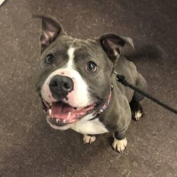 Grapefruit -  Pit Bull Terrier Dog for Adoption in Brentwood, Missouri - Grapefruit | PetCurious