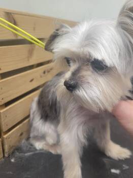 Caleb -  Yorkshire Terrier Dog for Adoption in Garland, Texas - Caleb | PetCurious