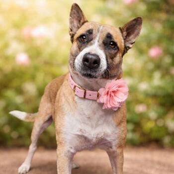 FAITH GS -  German Shepherd Dog Dog for Adoption in Lucas, Texas - FAITH GS | PetCurious