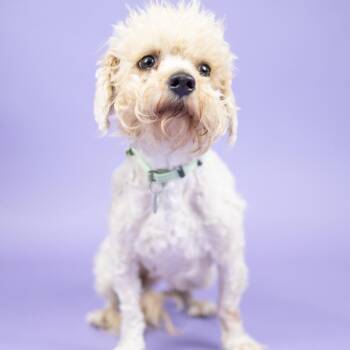 Cam -  Poodle Dog for Adoption in Portland, Oregon - Cam | PetCurious