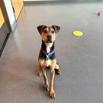 Mixed Breed Dogs Available for Adoption - Chocolate | PetCurious