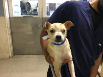 Chihuahua Dogs Available for Adoption in Riverside, California - ASHER | PetCurious