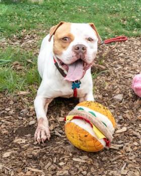 Asha -  Mixed Breed Dog for Adoption in Chamblee, Georgia - Asha | PetCurious