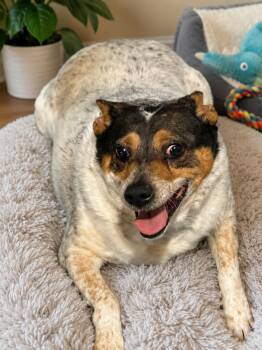 Bluey -  Australian Cattle Dog Blue Heeler Dog for Adoption in San Antonio, Texas - Bluey | PetCurious