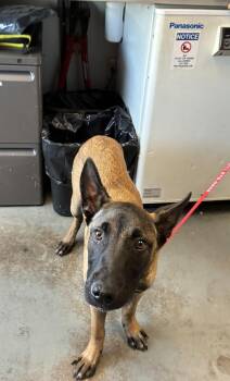 *Gator Tot* -  Belgian Shepherd Malinois Dog for Adoption in Salt Lake City, Utah - *Gator Tot* | PetCurious