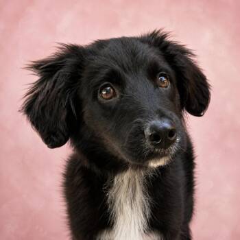 CT Ruby avail May 14 -  Australian Shepherd and Mixed Breed Dog for Adoption in Eastford, Connecticut - CT Ruby Avail May 14 | PetCurious
