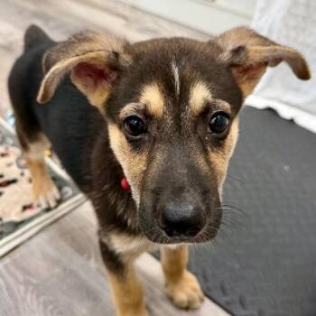 Wynter Wigglebutt -  German Shepherd Dog and Labrador Retriever Dog for Adoption in Friendswood, Texas - Wynter Wigglebutt | PetCurious