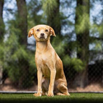 Princesa -  Mixed Breed Dog for Adoption in Jupiter, Florida - Princesa | PetCurious