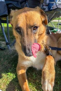 Dewey -  Shepherd Dog for Adoption in Jamul, California - Dewey | PetCurious