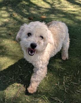 Poodle and Terrier Dogs Available for Adoption in Ramona, California - Smee | PetCurious