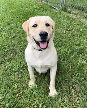 Milo -  Yellow Labrador Retriever Dog for Adoption in Fairfax, Virginia - Milo | PetCurious