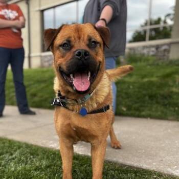 Troy -  Mixed Breed Dog for Adoption in Merriam, Kansas - Troy | PetCurious
