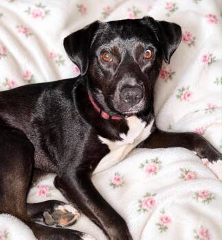 Black Labrador Retriever and Border Collie Dogs Available for Adoption in Fosters, Alabama - ELLIE -Fostered In VT | PetCurious