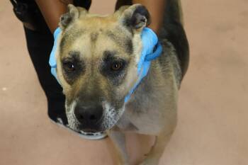 BUMP -  Mixed Breed Dog for Adoption in Columbia, South Carolina - BUMP | PetCurious