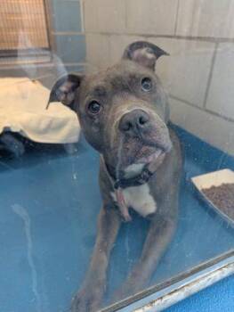 Rescue Pit Bull Terrier Dogs for Adoption in Eagle, Idaho - Clarie **Courtesy Post. Out Of Town Pet. See Below For Details** | PetCurious