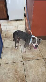 Diamond -  Mixed Breed Dog for Adoption in Cincinnati, Ohio - Diamond | PetCurious