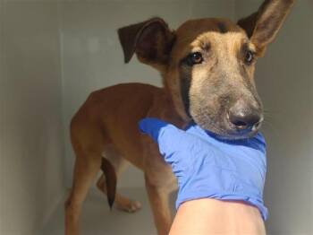 Rescue German Shepherd Dog and Mixed Breed Dogs for Adoption in Houston, Texas - A643291 | PetCurious