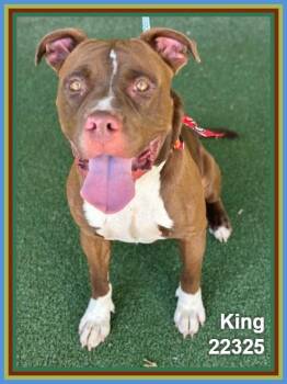 KING -  Pit Bull Terrier and American Staffordshire Terrier Dog for Adoption in Marietta, Georgia - KING | PetCurious