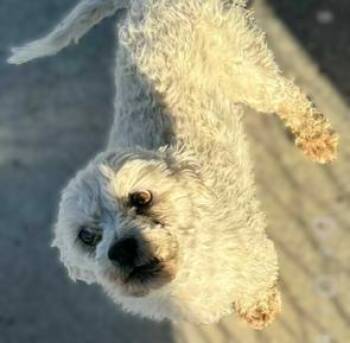 Rescue Miniature Poodle Dogs for Adoption in Ventura, California - Mack & Tuna | PetCurious