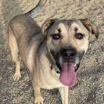 Mark -  German Shepherd Dog Dog for Adoption in Lacon, Illinois - Mark | PetCurious