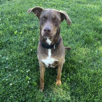 Doberman Pinscher and Chocolate Labrador Retriever Dogs Available for Adoption in Evansville, Indiana - Cocoa | PetCurious